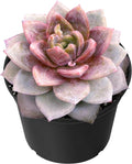Sprout N Green Echeveria 'German Champagne', Live Succulent Fully Rooted in 2 inch Starter Pot, House Plant for Indoor Outdoor Home Office Wedding Decoration Party Favor