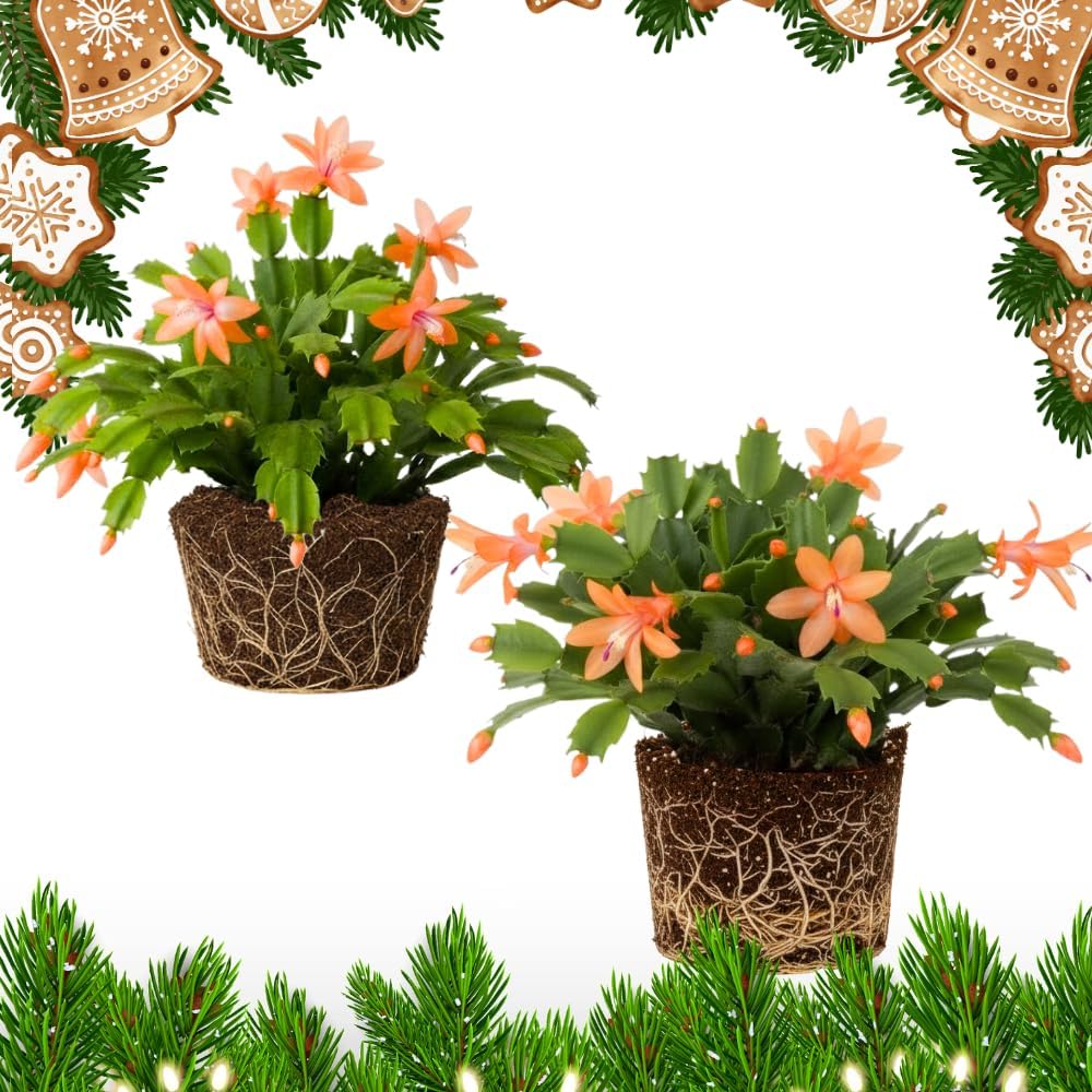 2 Salmon Christmas Cactus Plants, Thanksgiving Cactus 3-6 Inch Tall, Winter Succulents Flowers Container Hanging Basket Indoor Outdoor Planting