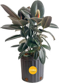Costa Farms Burgundy Rubber Plant, Live Indoor Ficus Elastica Tree, Live Indoors Houseplant in Nursery Pot, Potting Soil Mix, Gift for Housewarming New House, Home or Office Decor, 2-3 Feet Tall