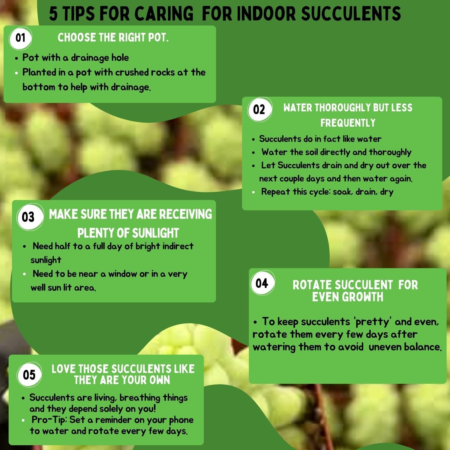 Live Trailing Mystery Succulent (9‑Pack) | Well‑Rooted 2″ Pots | Hanging Basket Starters | DIY Decor & Gift‑Ready