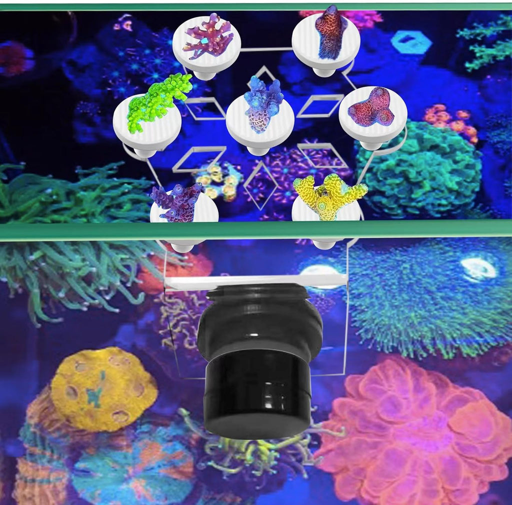 Coral frag Magnetic Holder, Magnetic Coral frag Plug Holder，Magnetic Coral frag Holder,Magnetic Coral frag Rack，The Small Magnetic Coral frag Rack Set with 7 Coral frag Plug Ceramic Bases