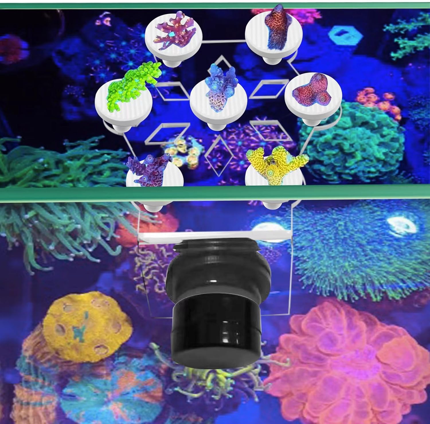 Coral frag Magnetic Holder, Magnetic Coral frag Plug Holder，Magnetic Coral frag Holder,Magnetic Coral frag Rack，The Small Magnetic Coral frag Rack Set with 7 Coral frag Plug Ceramic Bases