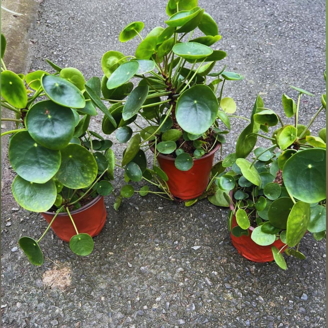 Peperomia Pilea Plants Live, 2 Plants, Live Money Tree Plants, Peperomia Pilea Live Plant, No Pot