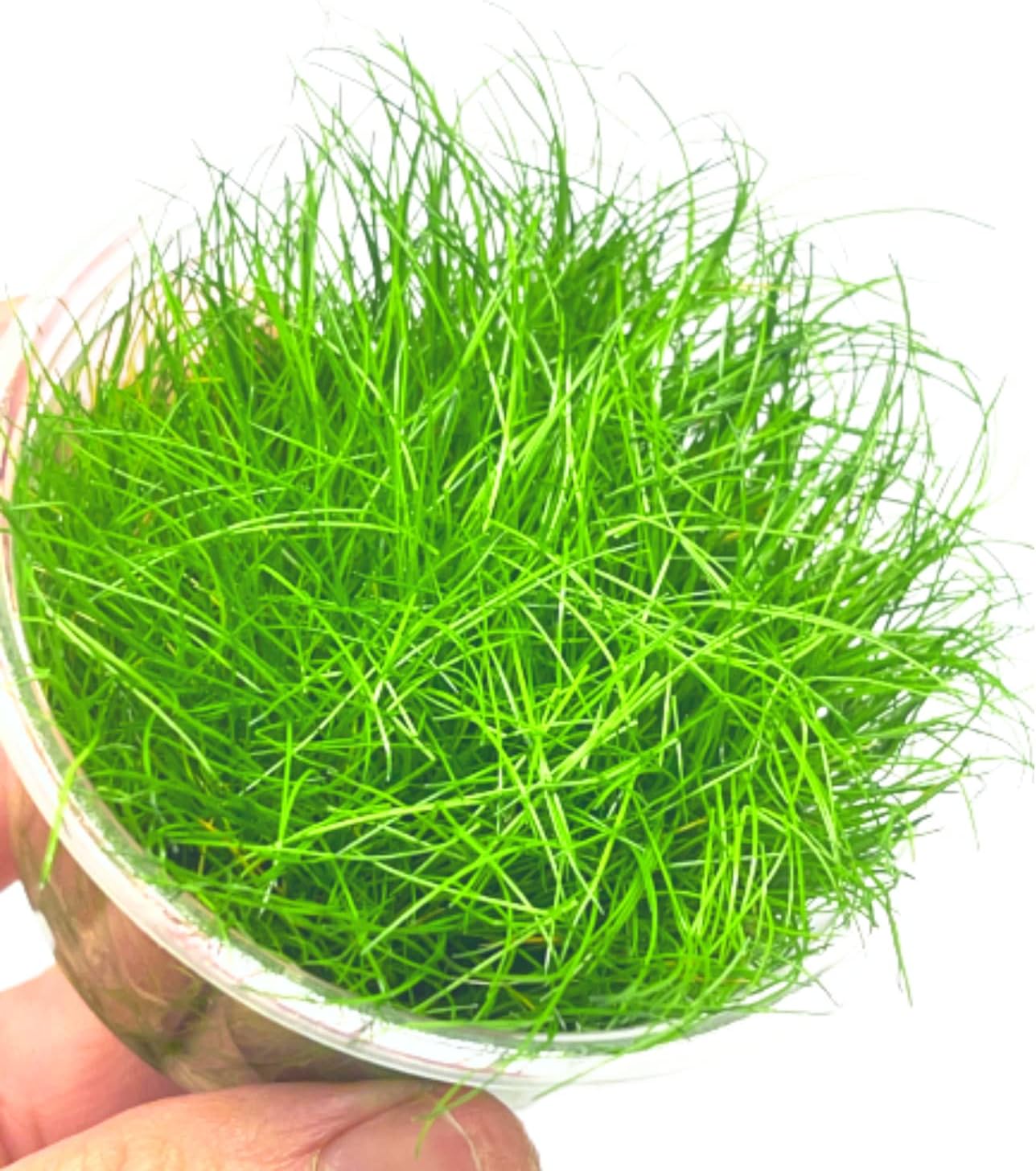 Hairgrass Dwarf Eleocharis Parvula Tissue Culture US Grow Live Aquarium Plant Tropical Freshwater Decorations BUY2GET1FREE
