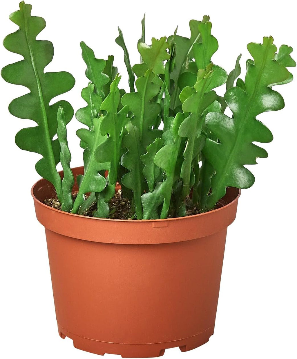 Epiphyllum RIC Rac Cactus Live Plant for Indoor | Different Houseplants in 4'' & 6'' Pot | Real House Plant for Living Room, Office, Desk & Bathroom | Zig Zag | Fishbone
