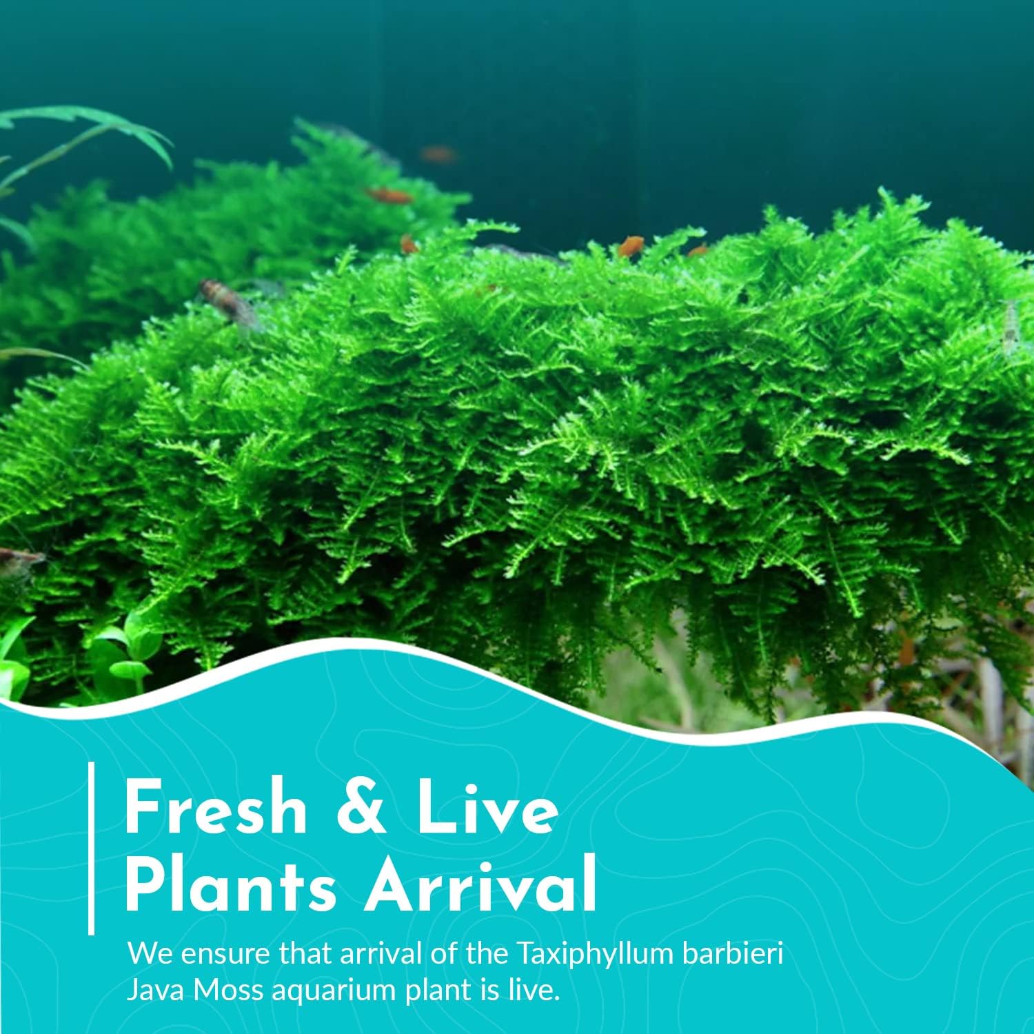 Java Moss Taxiphyllum Barbieri Portion - Natural Resting Place - Ideal for Any Aquarium - Long Lasting & Easy to Care - Genuine Java Moss - Fast Growth