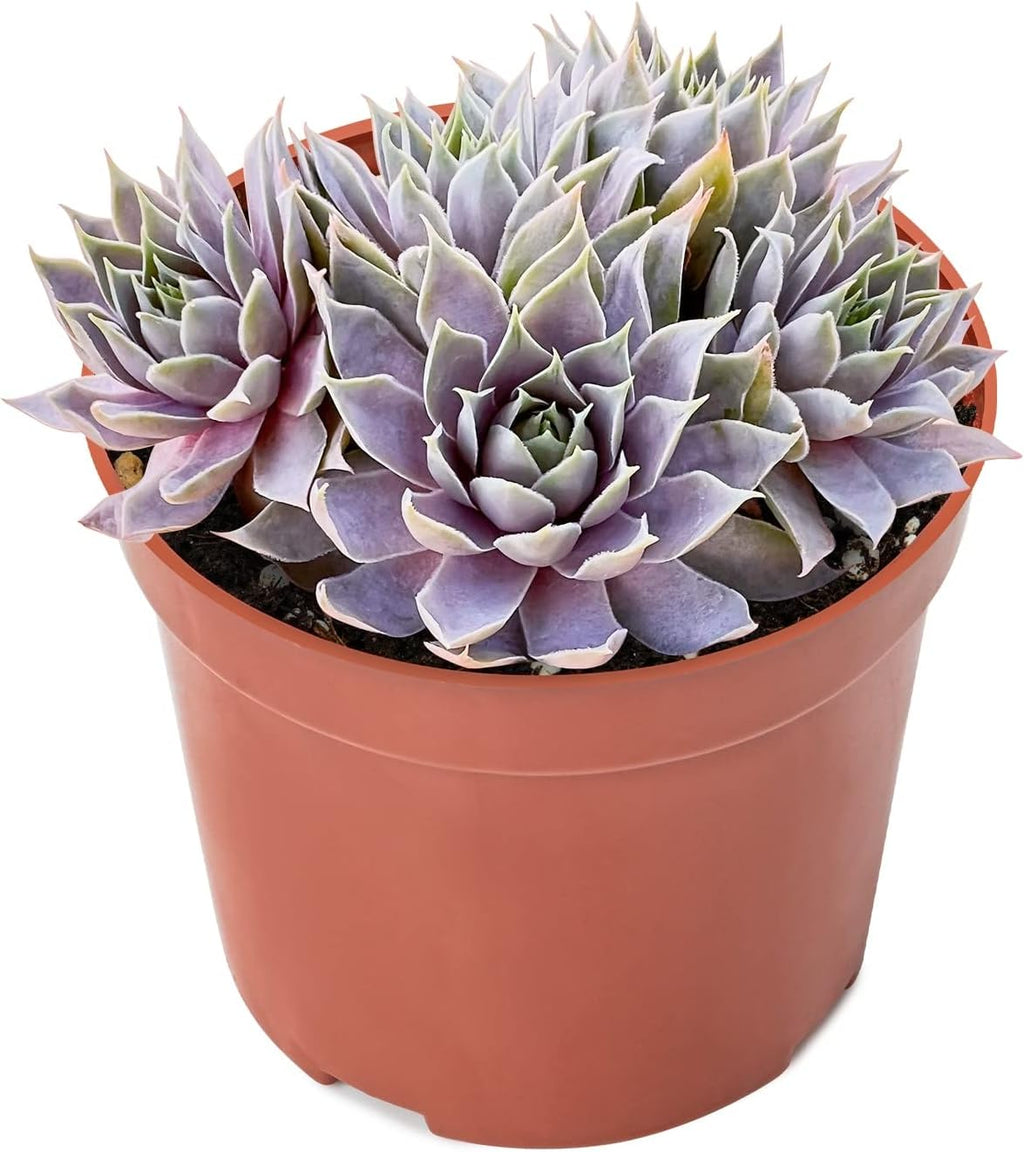 4-inch Succulent Sempervivum 'Grey Lady', Live Succulents Plants Fully Rooted in Pots with Soil, Easy-Care House Plants for DIY, Home Office Decoration