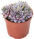 4-inch Succulent Sempervivum 'Grey Lady', Live Succulents Plants Fully Rooted in Pots with Soil, Easy-Care House Plants for DIY, Home Office Decoration
