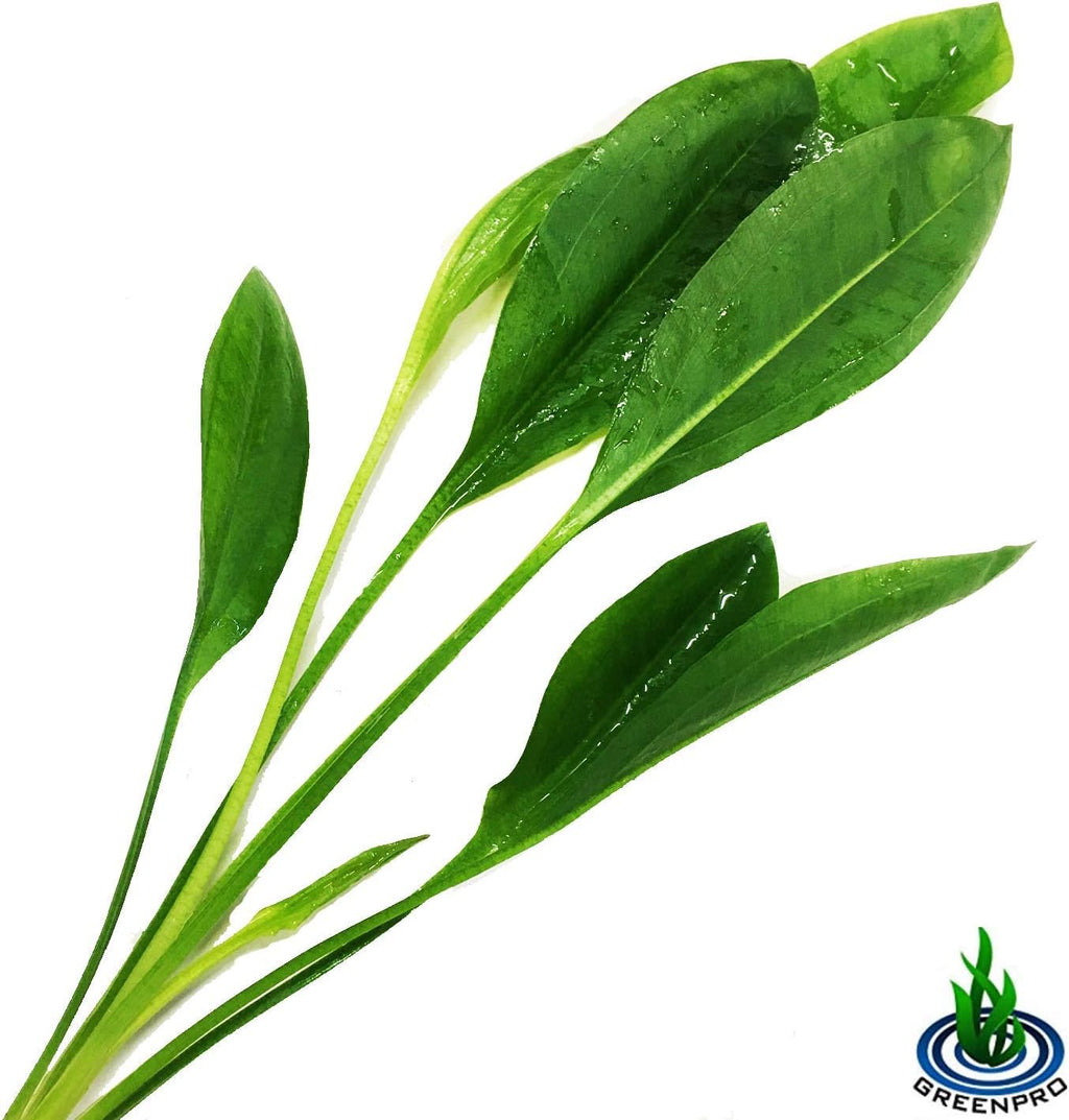 Greenpro 3-Bundles Amazon Sword | Echinodorus Bleheri Live Aquarium Plants Package Aquatic Freshwater Fish Tank Decorations