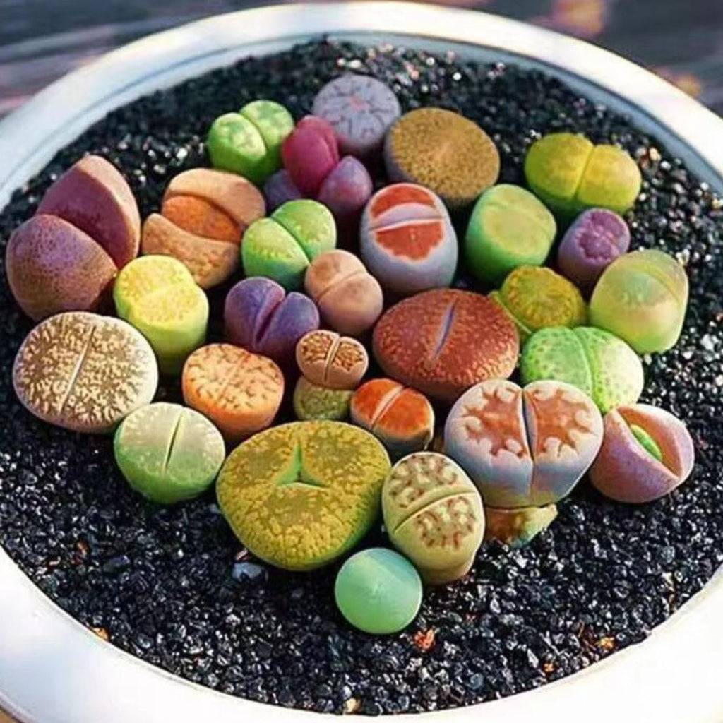 25 Mixed Lithop Plants Live - Assorted Living Stone Succulents Lithop Live Plants - Great for Indoor Spaces, Container Gardening