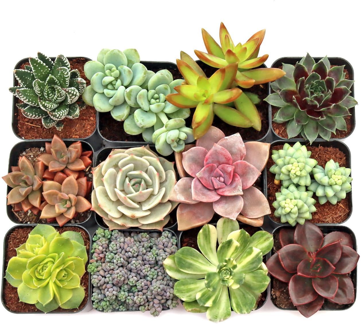 Mountain Crest Gardens Ultimate Succulent Variety Pack - 12 Unique Live Plants, Many Types, Rooted in 2 inch Pots - Indoor/Outdoor Real Succulents for Garden Decor, Favors, DIY Arrangements