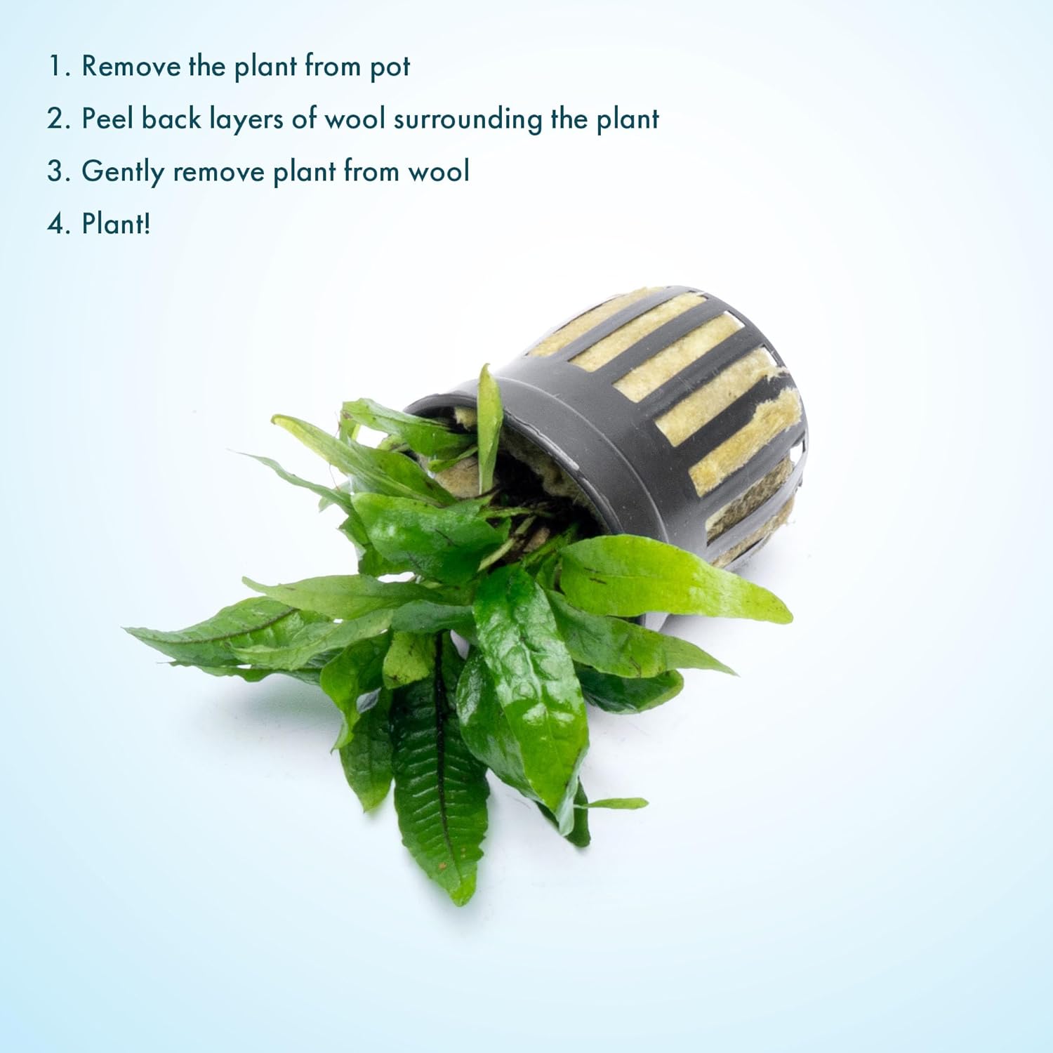 SubstrateSource Java Fern Live Aquarium Plants - Potted Freshwater Plant for Fish Tanks - Beginner Friendly, Low Light (Narrow Mini, 3 Pots)