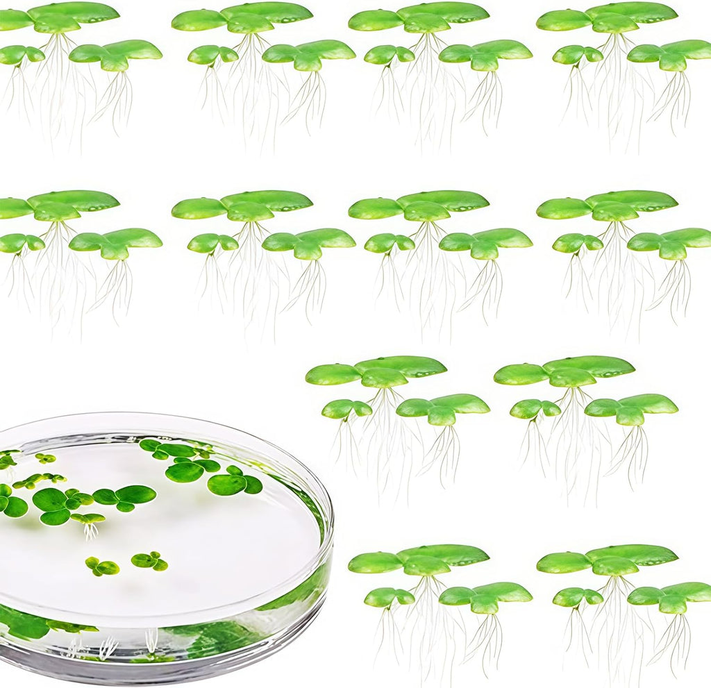 2 Pack Artificial Floating Plant Realistic Duckweed Decors for Aquarium Water Surfaces Enhancement