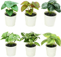 6 Pack Fake Plants for Room Decor,Mini Artificial Potted Plants for Home Office Living Kitchen Classroom Table Shelf Desk Farmhouse Bathroom Indoor Decor