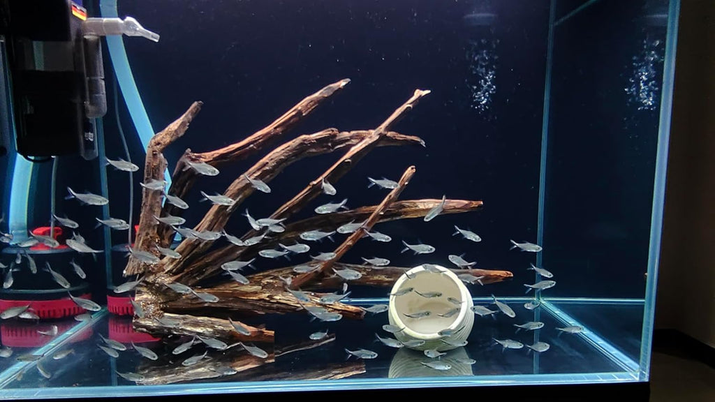 Aquarium Driftwood Centerpiece Aquarium Landscape, Handcrafted Fish Tank hardscape Landscape (Thorn Forest)