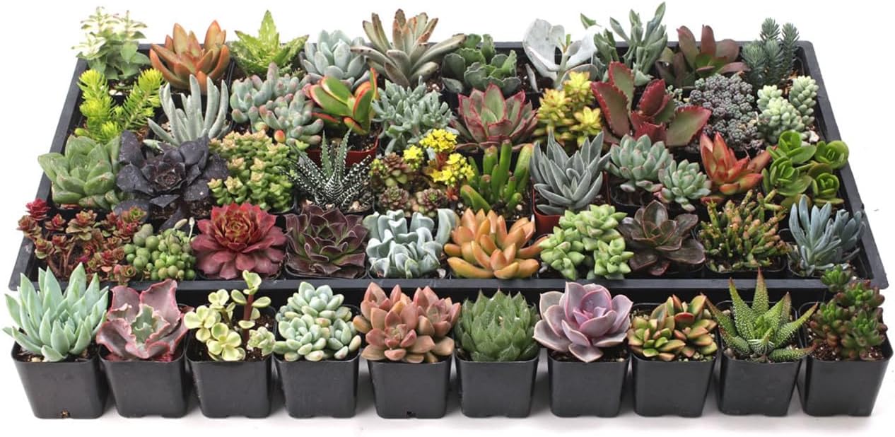 Mountain Crest Gardens Ultimate Succulent Variety Pack - 50 Unique Live Plants, Many Types, Rooted in 2 inch Pots - Indoor/Outdoor Real Succulents for Garden Decor, Favors, DIY Arrangements