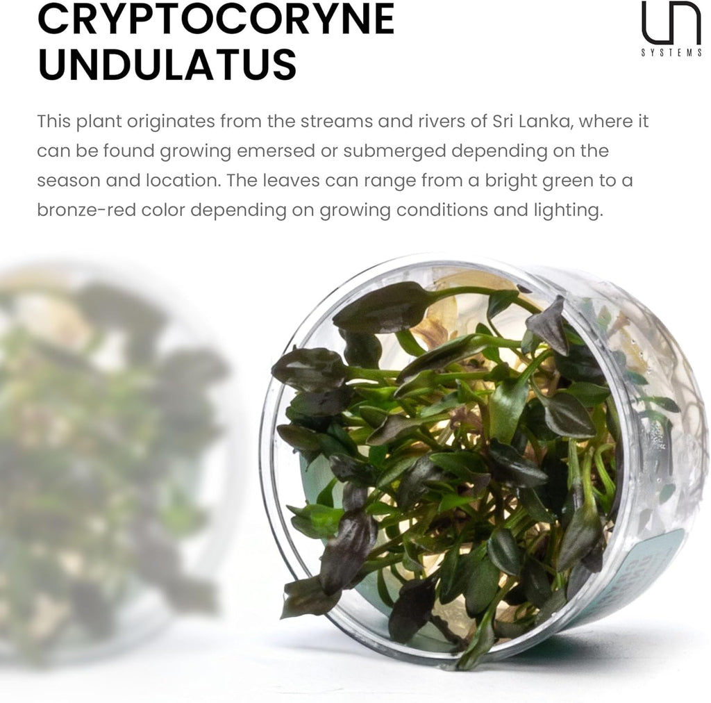 Ultum Nature Systems Cryptocoryne Undulatus Tissue Culture Live Plant for Aquarium, Aquascape, Freshwater Fish Tanks - 100% Snail Free in Vitro