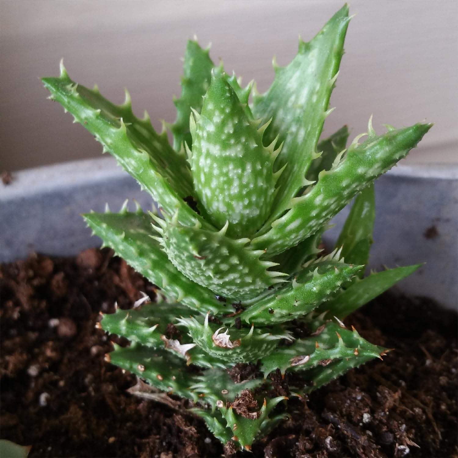 Zanzibar Aloe - Tiger Tooth Aloe - 4 Live Starter Plants in 2 Inch Pots - Aloe Juvenna - Easy Care Indoor Outdoor Ornamental Succulent