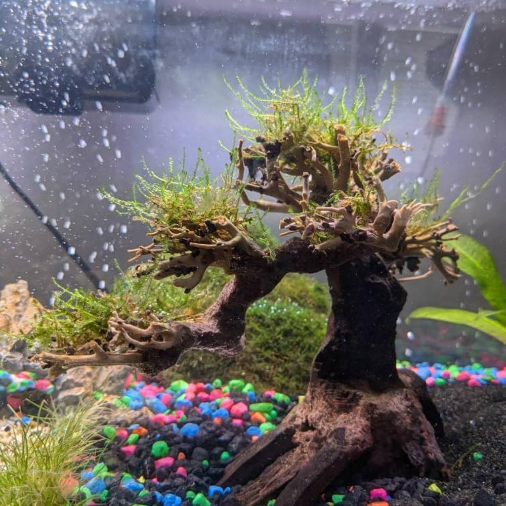 Bonsai Aquarium Driftwood Tree (6 inch Height) Natural, Handcrafted Fish Tank Decoration,Fish Tank hardscape aquascape