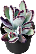 Sprout N Green Kalanchoe Tomentosa Daruma, Live Cactus Plant Fully Rooted in 4" Pots with Soil Mix, Houseplant for Indoor Outdoor Home Office Decor