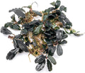 SubstrateSource Bucephalandra Deep Purple Live Aquarium Plant - Natural Freshwater Fish Tank Decorations and Aquatic Decor (Plant Clump (3 Plants))