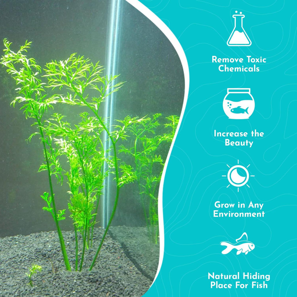 Water Sprite (Lace Leaf) Potted - Easy Care Live Aquatic Plant for Freshwater Aquariums – Enhances Tank with Vibrant Green - Stunning Aquarium Decorations Plant