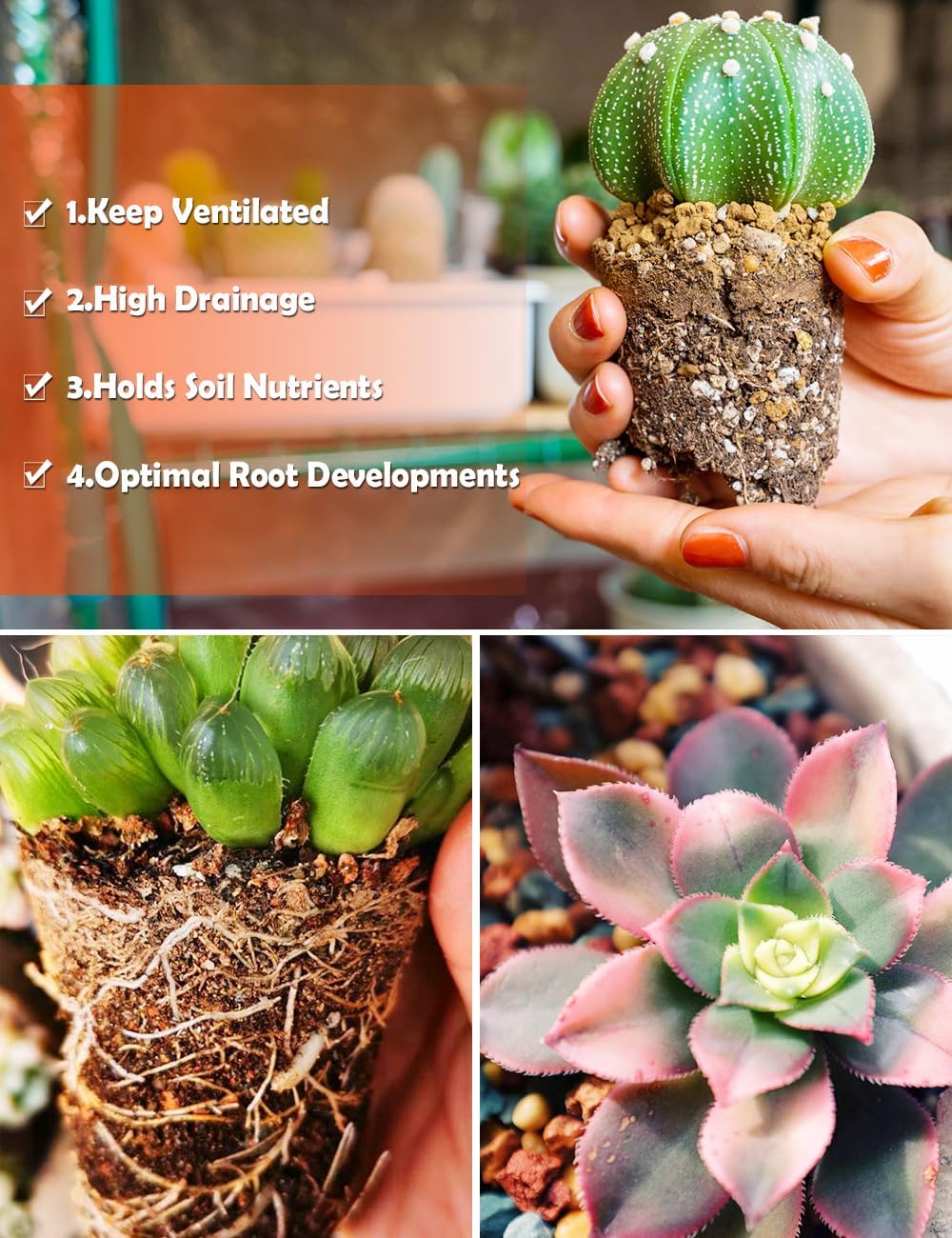 TOYPOPOR Succulent Soil, Cactus Potting Mix 1.25 Pounds/1 Quart, High Drainage, Pre-Mixed Ready to Use for All Succulent Varieties, Indoor Plants, Bonsai, Terrarium, Houseplant, 30% Particles 70% Soil