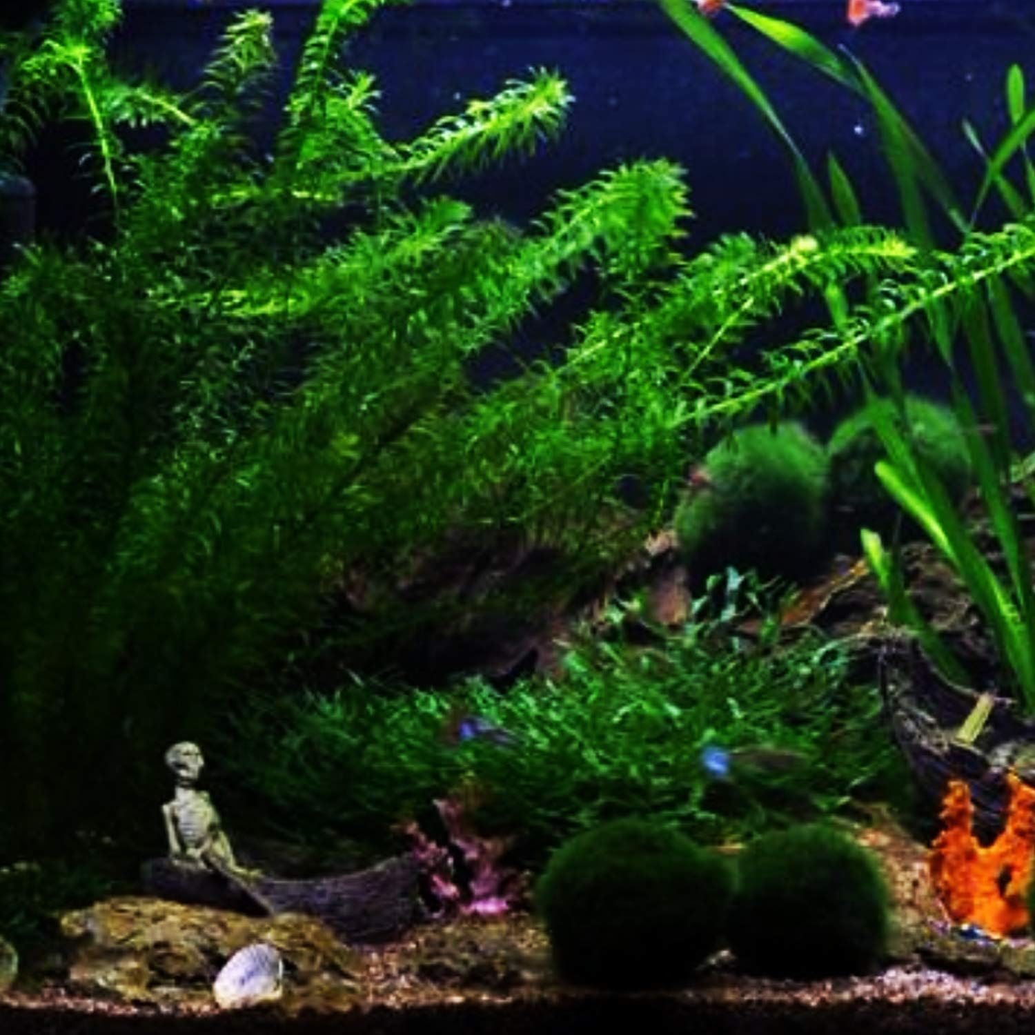 Anacharis | Elodea Densa Imported from Grower Live Aquarium Plant Stems Decorations BUY2GET1FREE