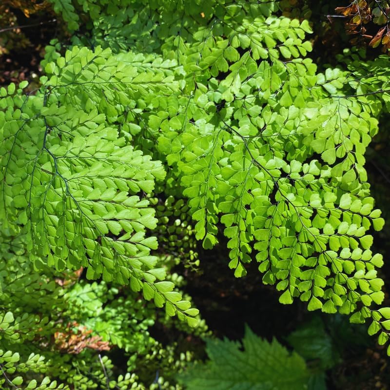 Set of 20 Maidenhair Fern Roots, 4 to 6 Inc Fern Plant Live for Growing