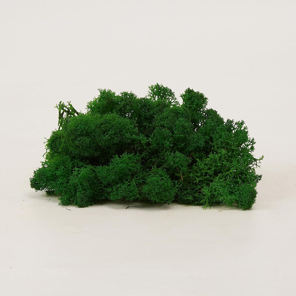 Preserved Reindeer Moss Natural Green DIY Kit Gardenning Art Wall Decor Florist Decor Easter Table Decor Wedding