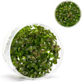 Ultum Nature Systems Live Tissue Culture - Purple Bacopa (Bacopa salzmannii) - Moderate - Moderate to High Light - Purple and Violet Accent - Midground - 100% Snail Free Grown in-Vitro - Regular Cup
