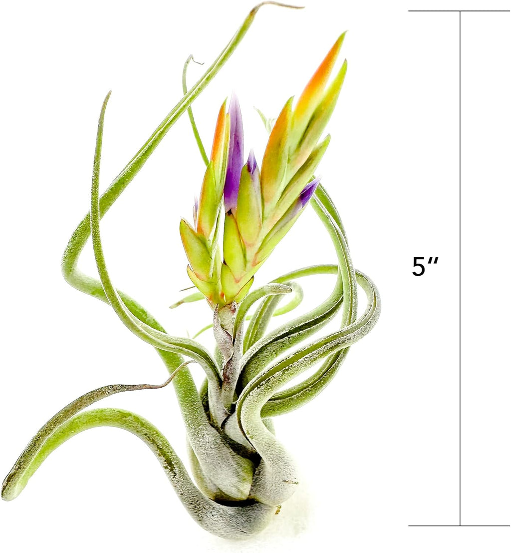 ragnaroc Air Plants - Flowering Tillandsia Caput Medusae, Large 5-7" - 2ct - Live Arrival Guaranteed - House Plants for Home Decor & Gift