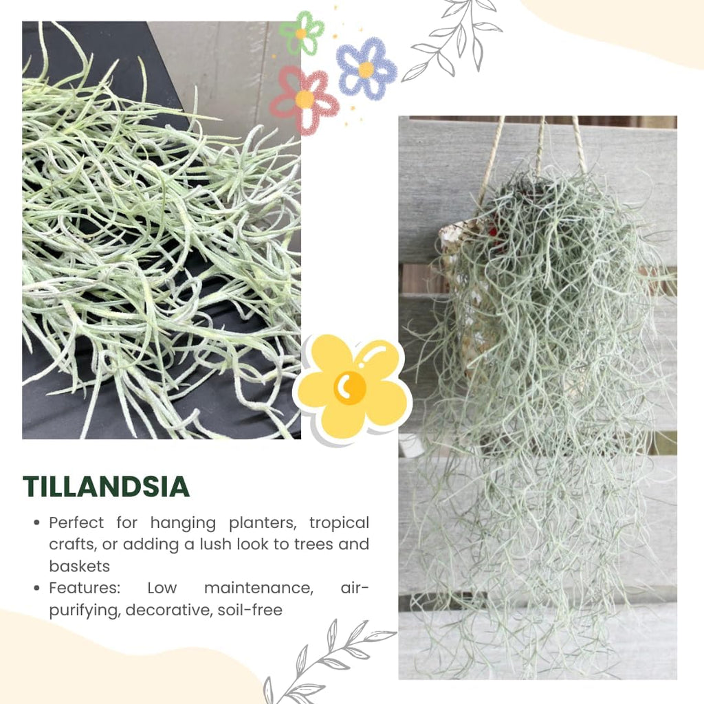 Air Plants Spanish Moss for Plants Indoor, Tillandsia Air Plant Live, Air Purifying Plant Indoor, Clump 10" Long for Home Garden Decoration, Hanging Houseplant