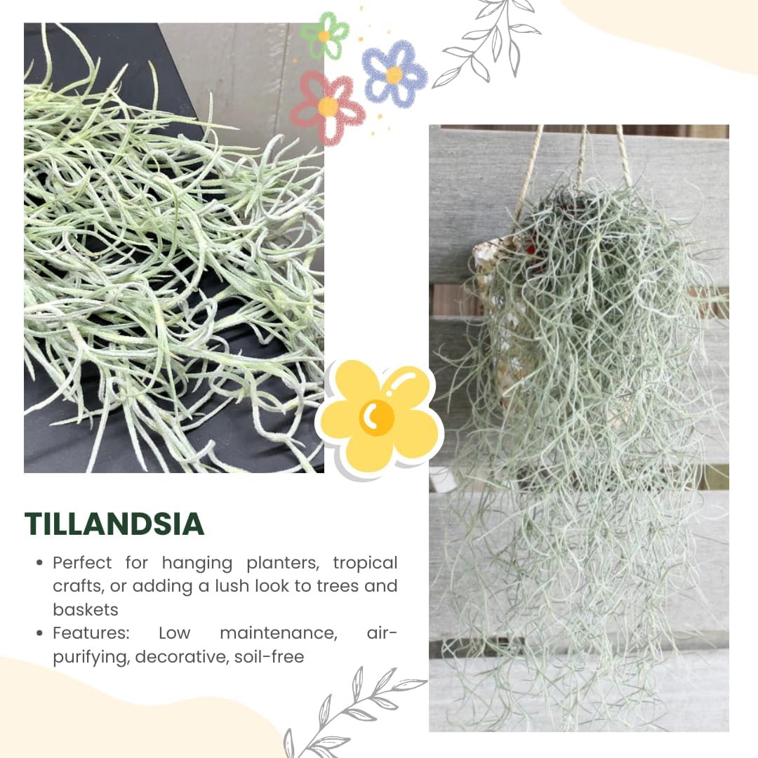 Air Plants Spanish Moss for Plants Indoor, Tillandsia Air Plant Live, Air Purifying Plant Indoor, Clump 10" Long for Home Garden Decoration, Hanging Houseplant