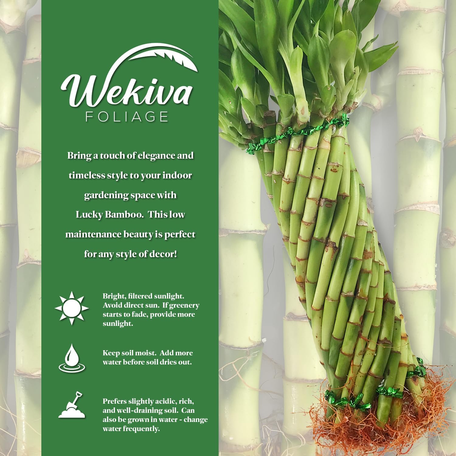 Lucky Mini Bamboo - 4 Live Starter Plants in 2 Inch Growers Pots - Dracaena Sanderiana - Feng-Shui Zen Garden Houseplants