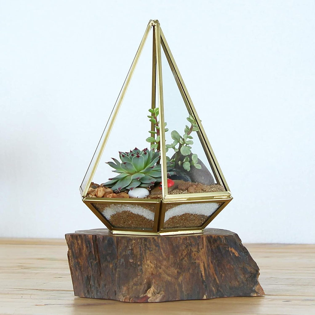 Shop Succulents Rosette Succulent Plant Pack Collection - Live Mini Succulent Plants, Low Maintenance, Floral Shaped Mix of Colors & Textures - Wedding and Party Favors, Gift & Garden, Pack of 5