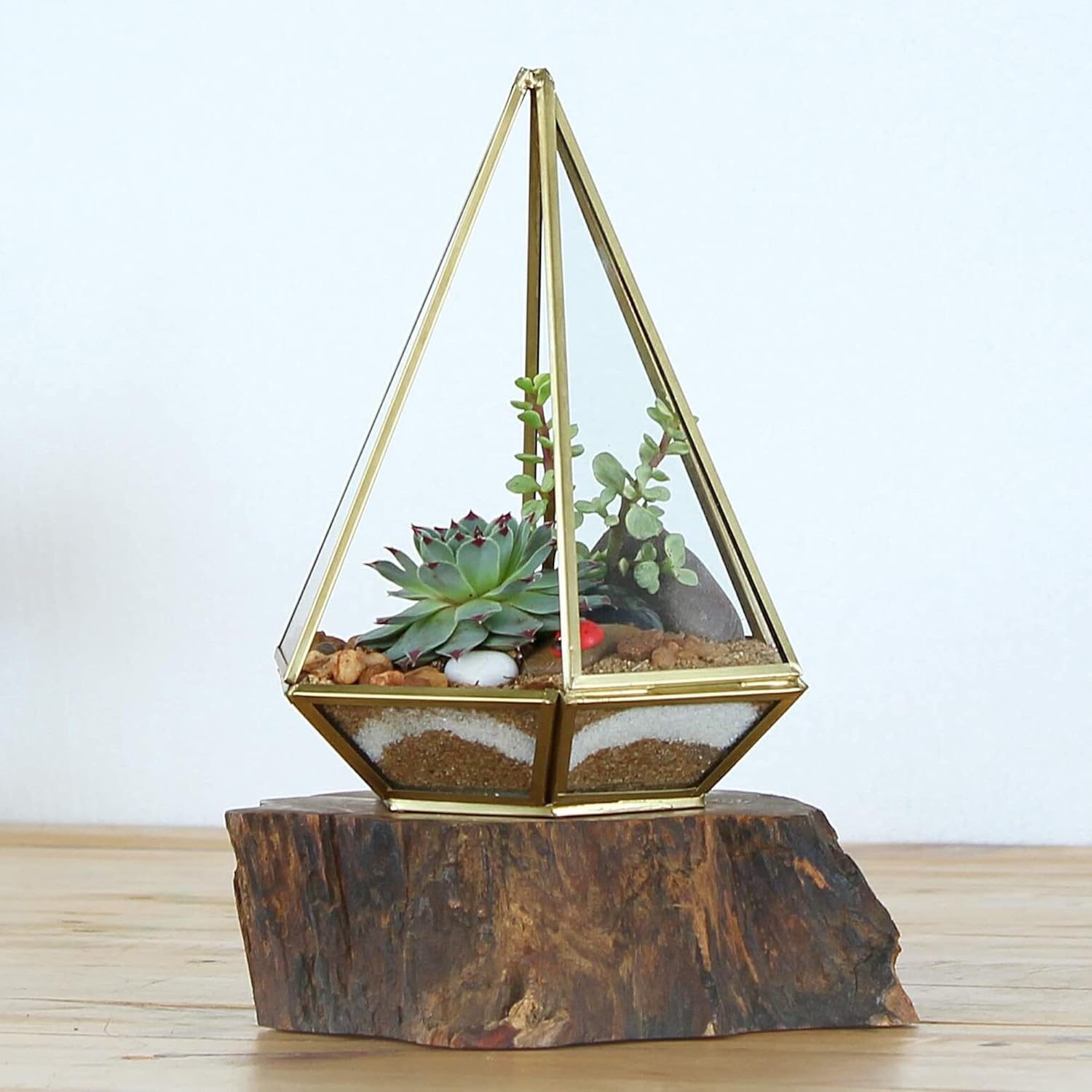 Shop Succulents Rosette Succulent Plant Pack Collection - Live Mini Succulent Plants, Low Maintenance, Floral Shaped Mix of Colors & Textures - Wedding and Party Favors, Gift & Garden, Pack of 5