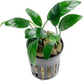 SubstrateSource Anubias Live Aquarium Plants - Potted Freshwater Plant for Fish Tanks, Terrariums - Beginner Friendly Low Light (Congensis Mini, 1 Pot)