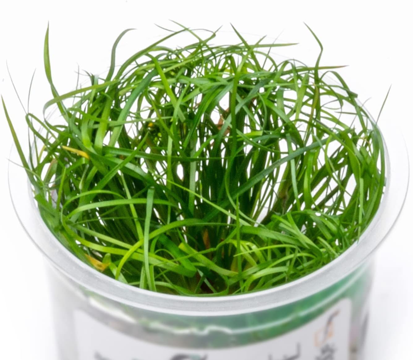 SubstrateSource Live Plant - Juncus Repens Tissue Culture Aquatic Live Aquarium Plant - 100% Snail Free in Vitro Cup (Juncus Repens)