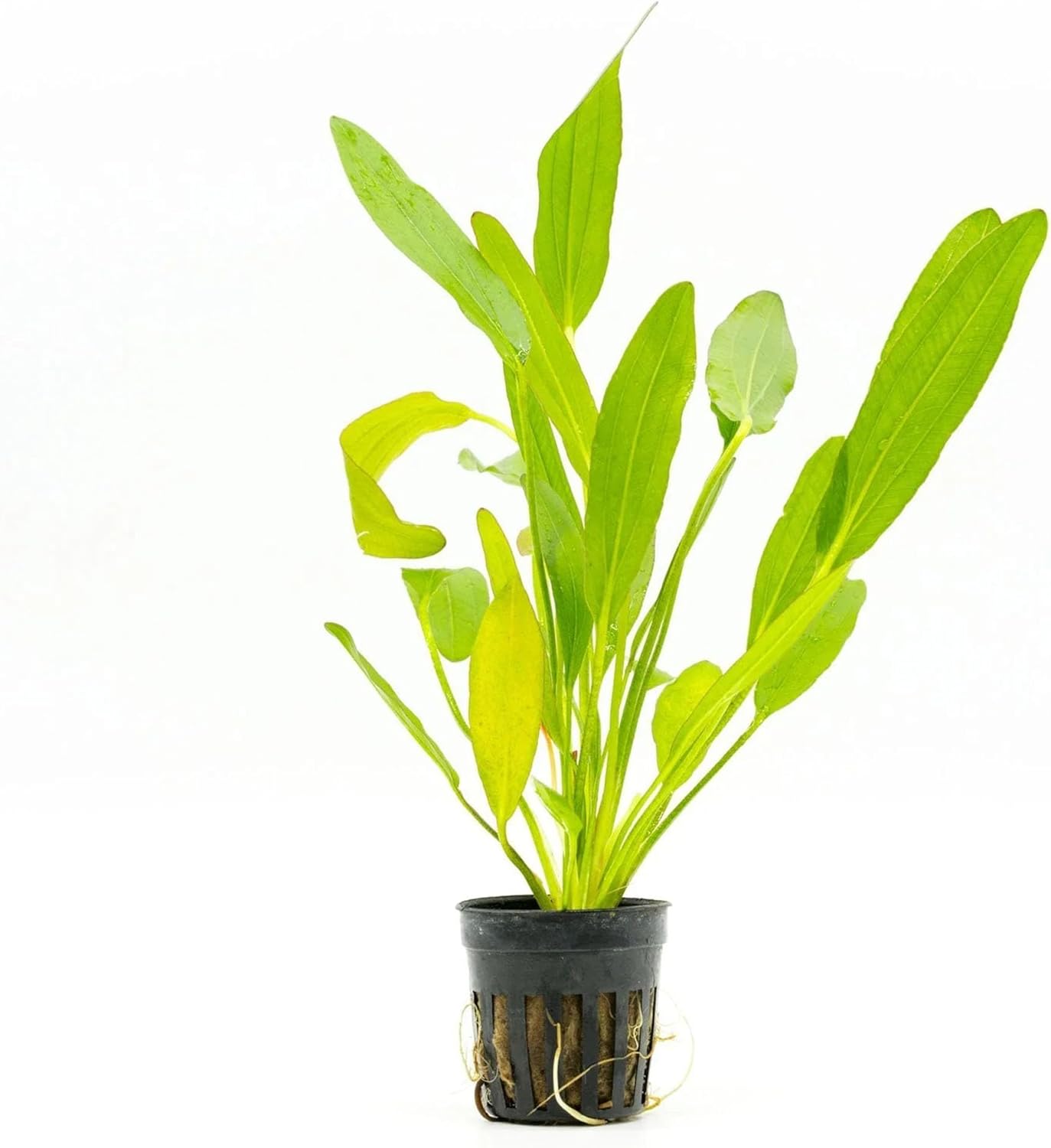 SubstrateSource Echinodorus Red Devil Sword Live Plant for Freshwater Aquariums, Natural Fish Tank Decorations, and Aquatic Decor (1 Pot (2-3 Plants))