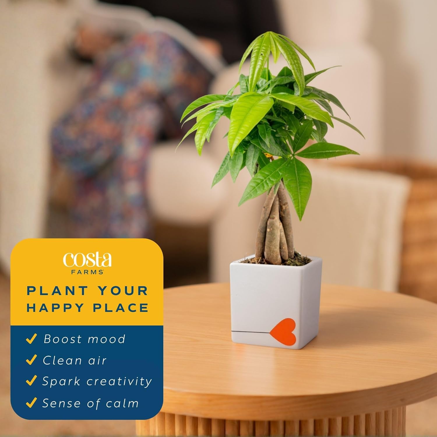 Costa Farms Money Tree Live Plant in Decorative Pot, Air Purifying Indoor Houseplant, Perfect for Home, Room, or Office Decor, Great House Warming or Birthday Gift, 8-10 Inches Tall