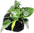 Anubias Nana Petite On Lava Rock 1" Live Aquarium Plant Perfect for Nano Betta Fish Tank