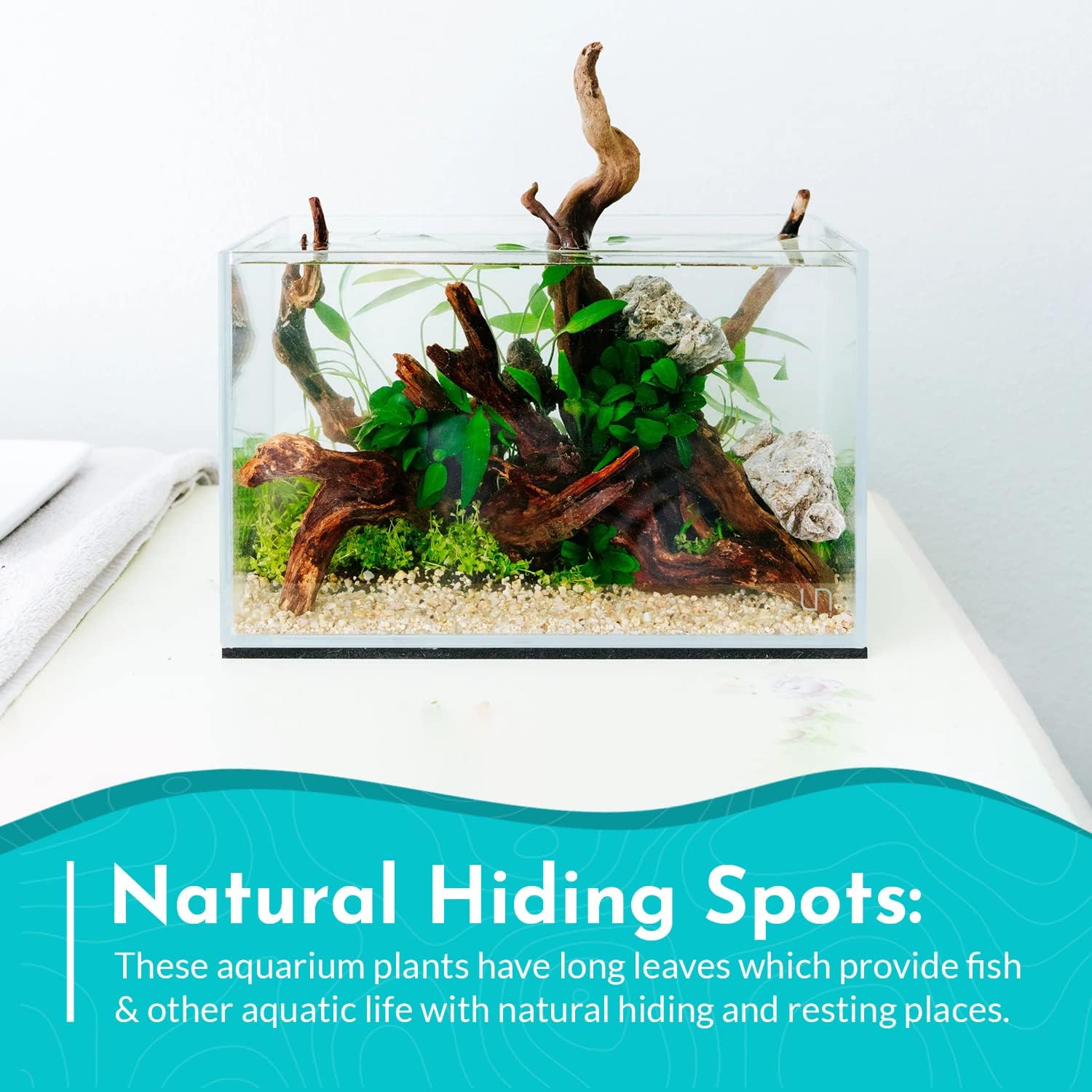 Live Aquarium Anubias Nancon Bare Root Plant - Low Light Aquarium Midground - Long Lasting & Easy to Maintain Aquatic Plants - Suitable for Moderate Lighting - Medium