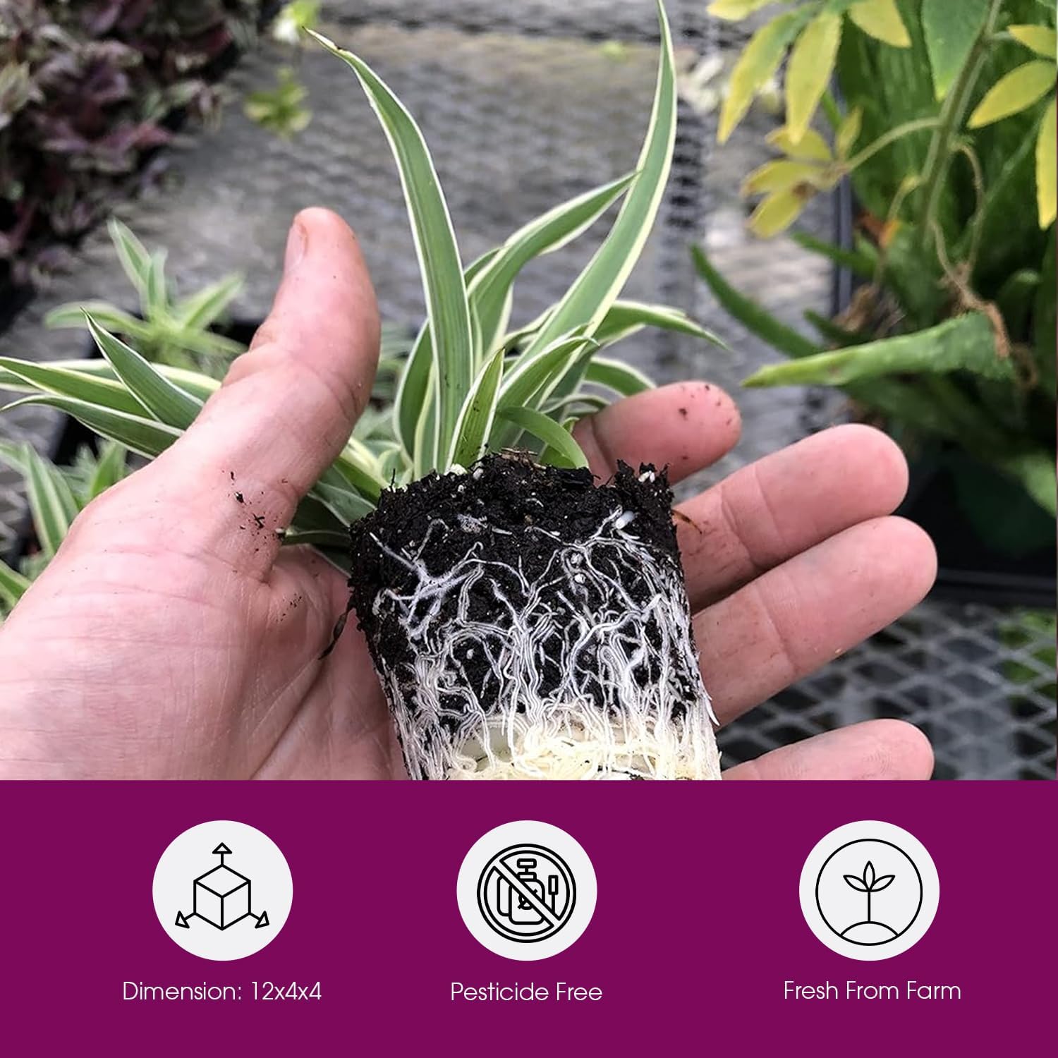 3 Pack Airplane Spider Plant – Live Indoor Houseplant | Air-Purifying, Low Maintenance, Thrives in Home & Office | Live Plants Indoor, Variegated Houseplant