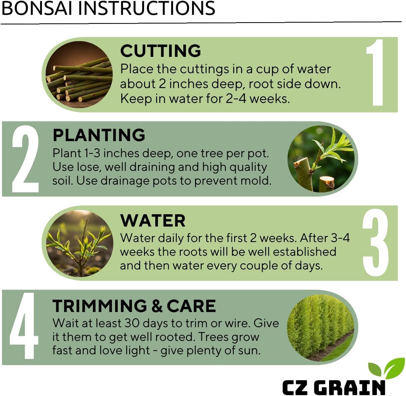 Eversong Weeping Willow Bonsai Tree Cutting to Grow - Thick Trunk Cutting, Fast Growing- Great Gift