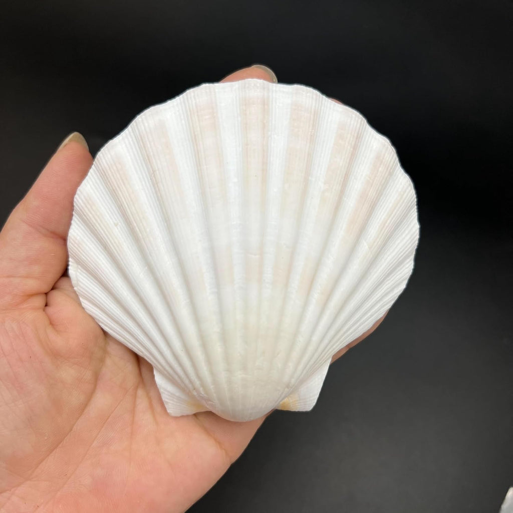 PEPPERLONELY 8 PC Large Great Scallop Sea Shells, Irish Deeps or Irish Baking Shells, 3 Inch ~ 4 Inch