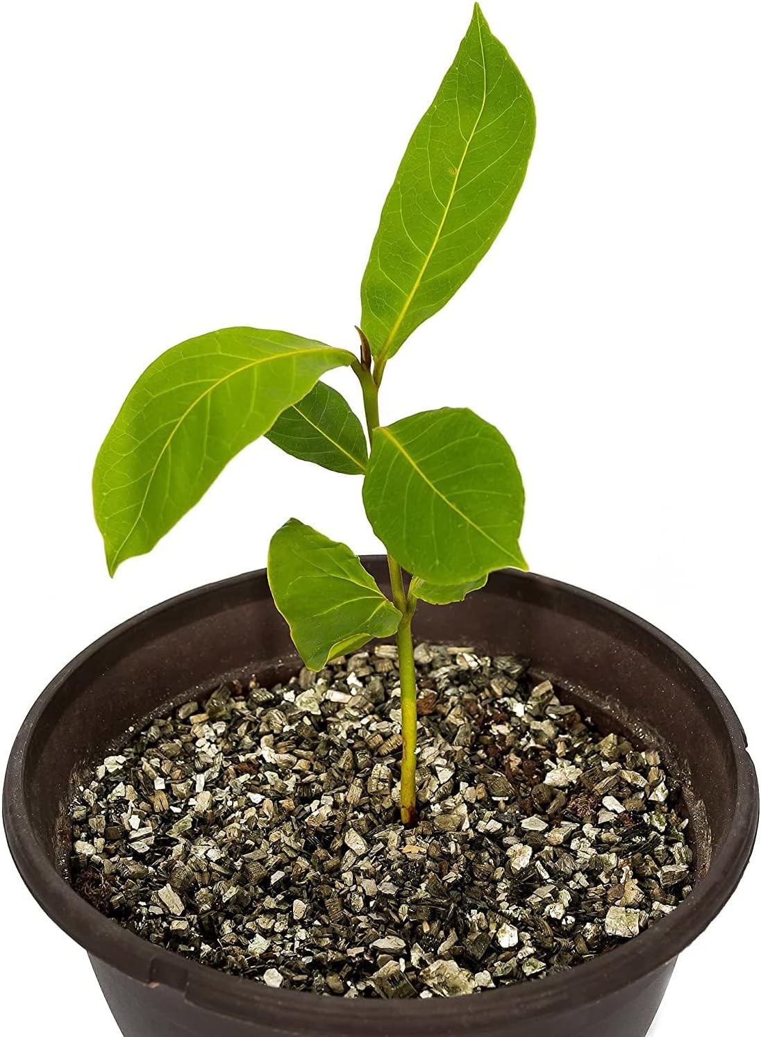 Horticultural Organic Vermiculite by GARDENERA - (Made in Ukraine) - Medium Grade - Natural Soil Additive for Potted Plants, Orchids, Hydroponics, Terrariums (5 Quart)