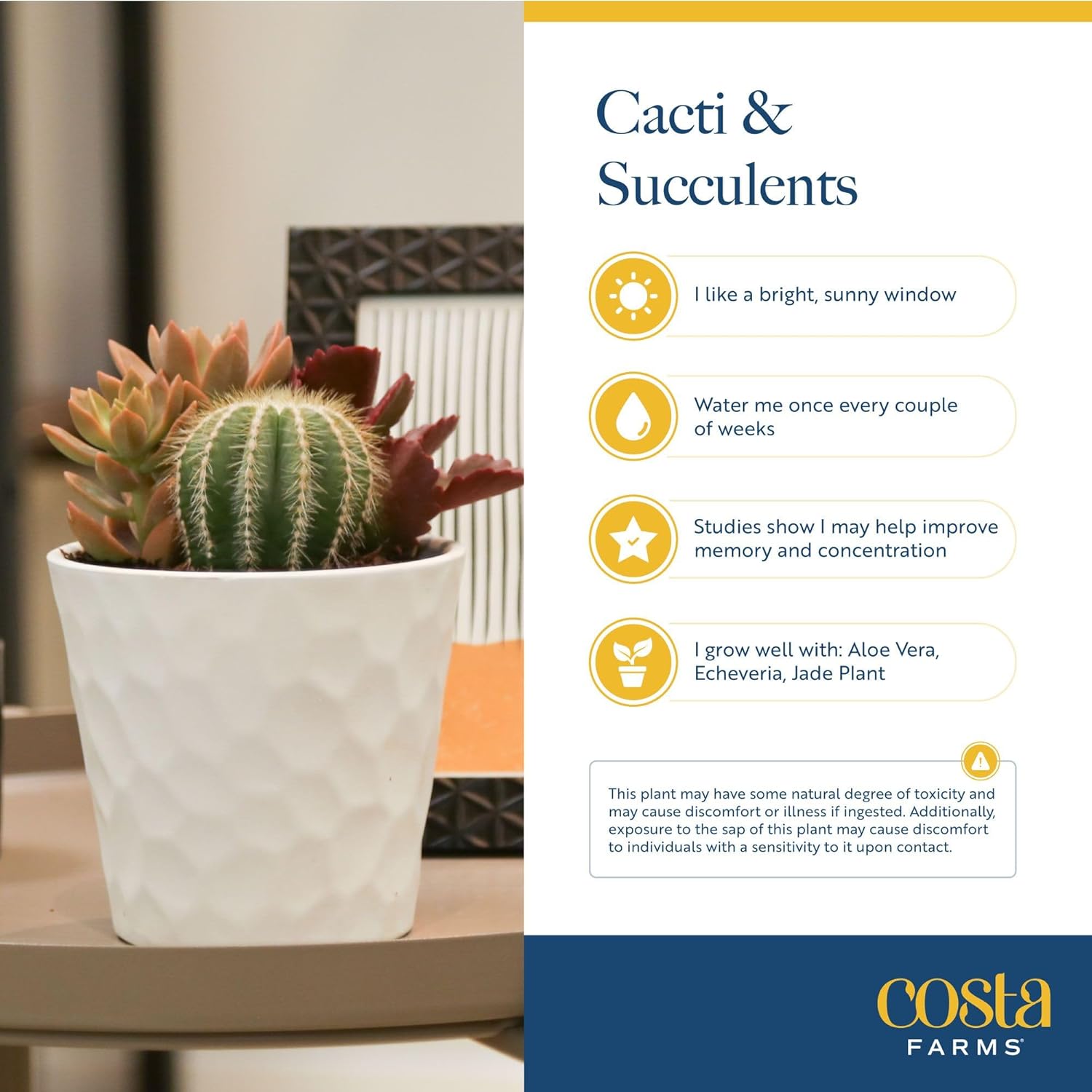 Costa Farms Echeveria, Mini Succulent Plant in Best Mom Ever Wood Decor Planter, Live Indoor Houseplant in Cute Cactus Decor, Housewarming, Birthday Gift