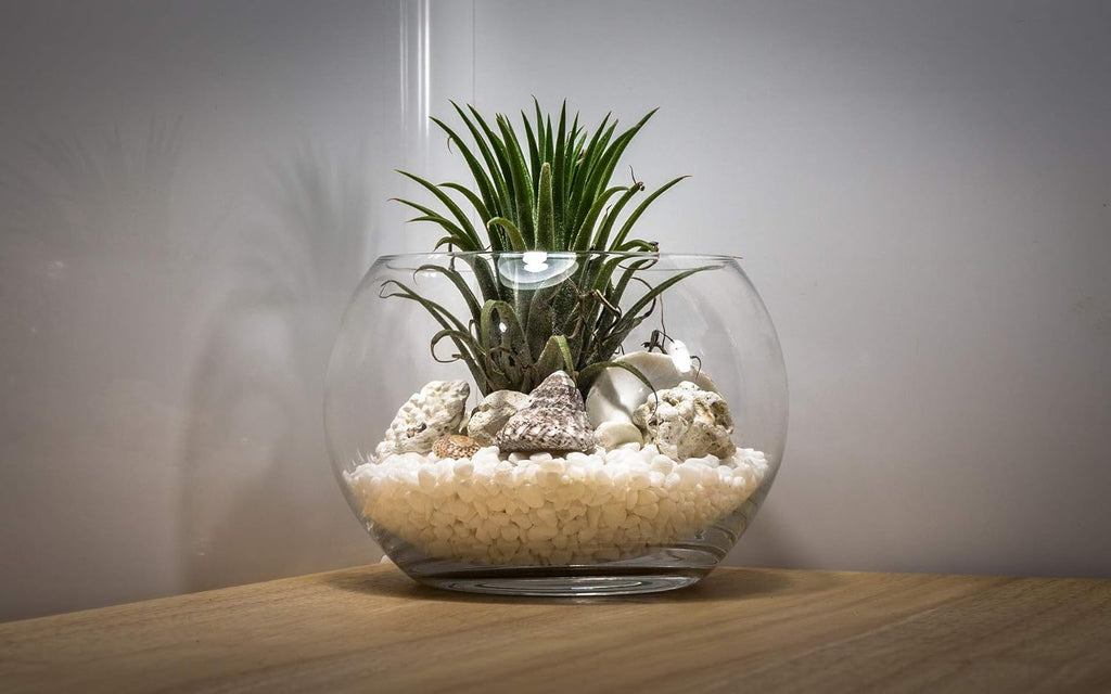 WGV Large Bowl Glass Vase, Diameter 9", Height 8", (Multiple Sizes Choices) Clear Round Bubble Vase Jar, Floral Planter Terrarium for Wedding Event Home Decor, 1 Piece (VBW1008)