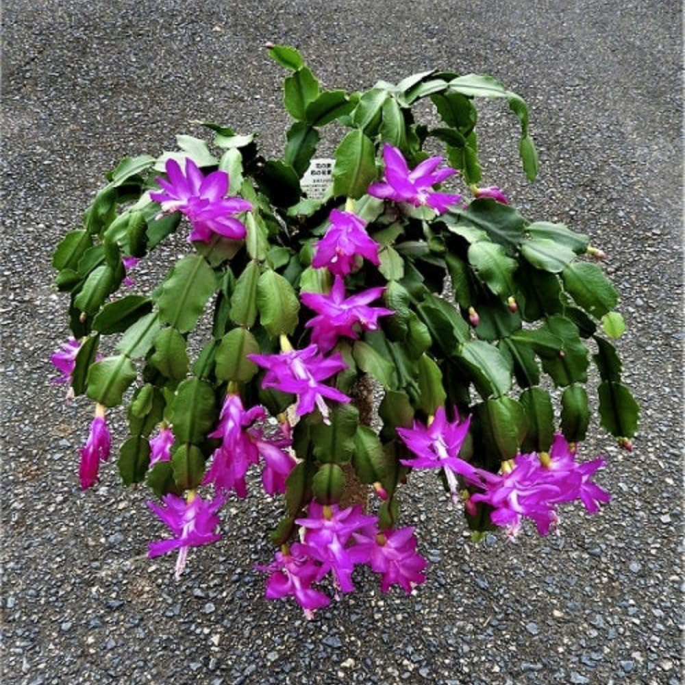 Purple Christmas Cactus Plant, Well Rooted Flowering Cactus Live in 4'' Pot, Indoor Outdoor Planting